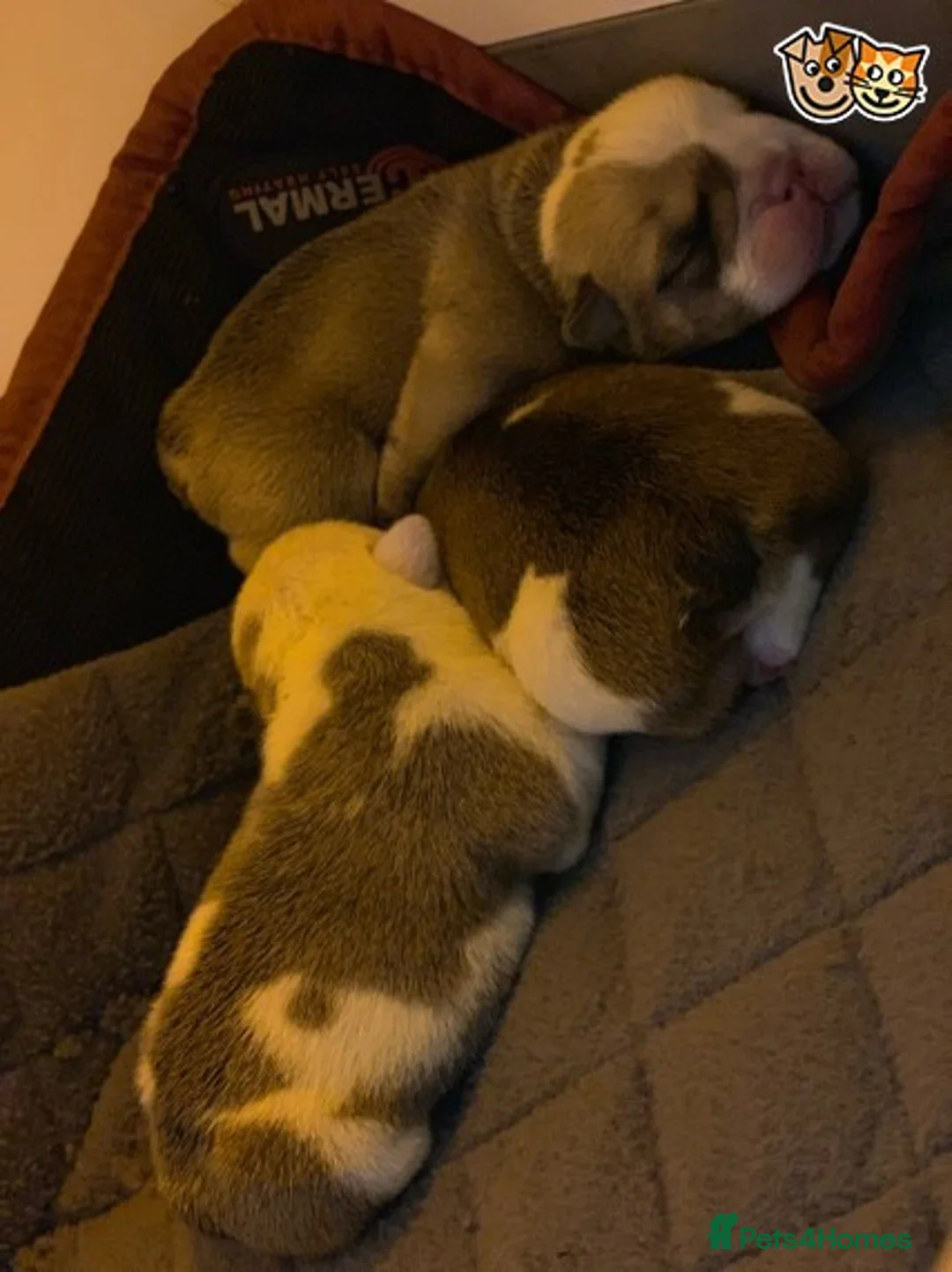 English Bulldog dogs for stud: QUALITY RED AND WHITE BULLDOG STUD DISCOUNT CHIPS in Sunderland - Advert 5