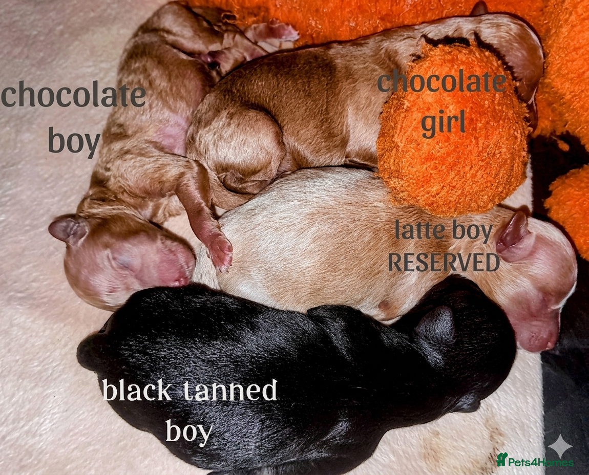 Maltipoo dogs Luxury Asian brown, tanned Toy Maltipoo Puppies❤️ - Advert 6