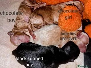 Maltipoo dogs Luxury Asian brown, tanned Toy Maltipoo Puppies❤️ - Advert 6