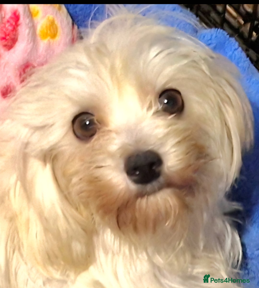 Maltese dogs for sale: Maltese Girl for Rehoming - Advert 2