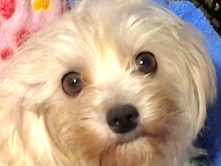 Maltese dogs Maltese Girl for Rehoming - Advert 4