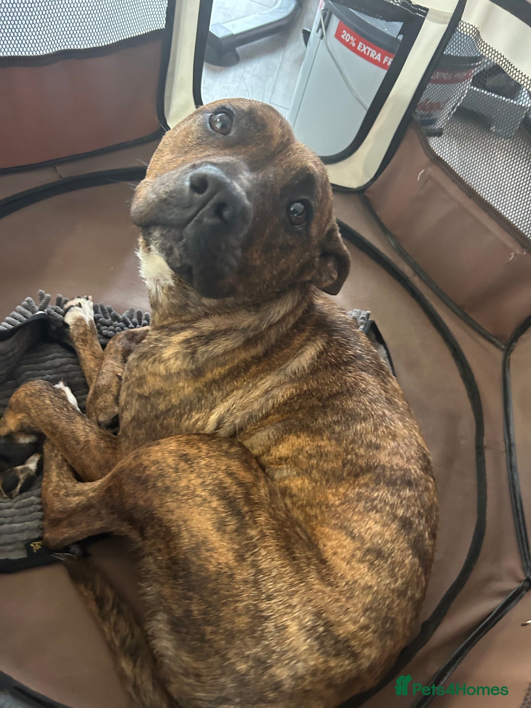 Staffordshire Bull Terrier dogs for sale: Urgent loving home needed for Hazel the staffy  - Image 1