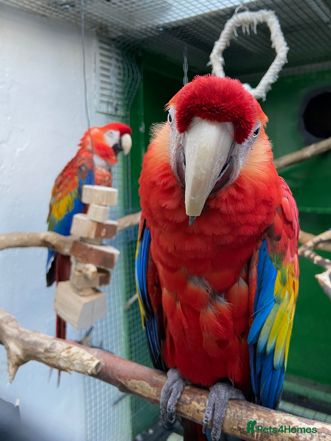 Macaws birds for sale: Scarlet pair for sale  - Advert 2
