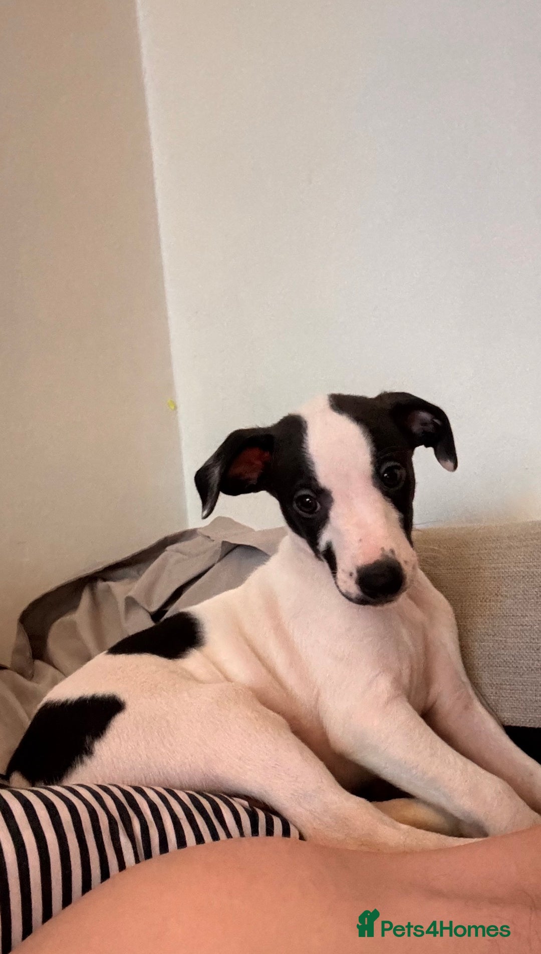 Whippet dogs for sale: KC Whippet puppies only 2 boys left  - Advert 32