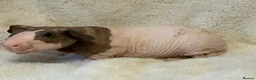 Guinea Pig rodents for sale: Baldwin skinny pig pair  - Advert 5