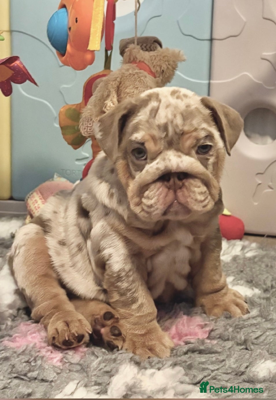 English Bulldog dogs KC Registered EB Pups Fully health Tested Parents  - Advert 1