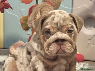 English Bulldog dogs KC Registered EB Pups Fully health Tested Parents - Advert 1
