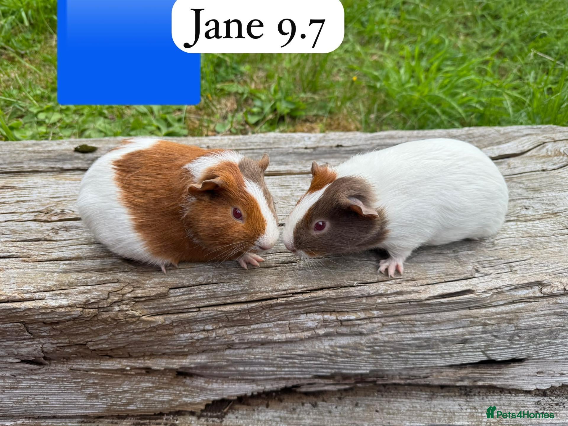 Guinea Pig rodents Gorgeous baby male guinea pigs ready now Sheffield - Advert 13
