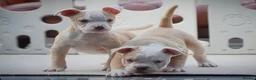 Olde English Bulldogge dogs for sale: 24 years 5⭐️Licensed & Registered, uk No 1  - Advert 15