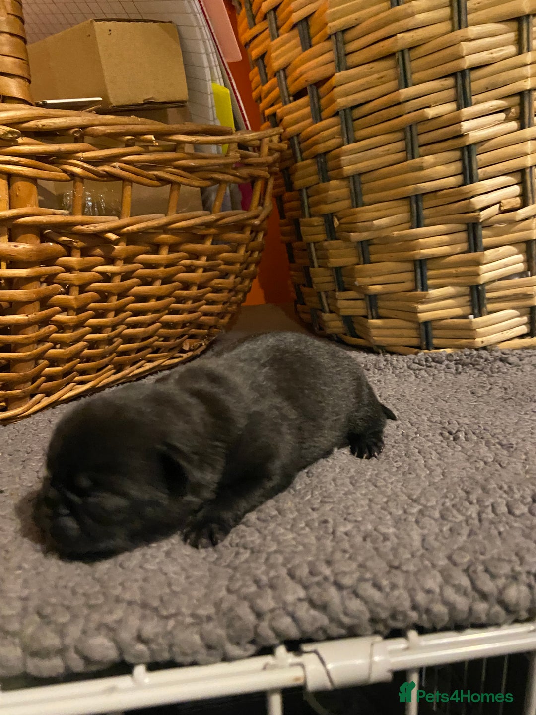 Jug dogs for sale: Beautiful jug puppies looking for forever home - Advert 5