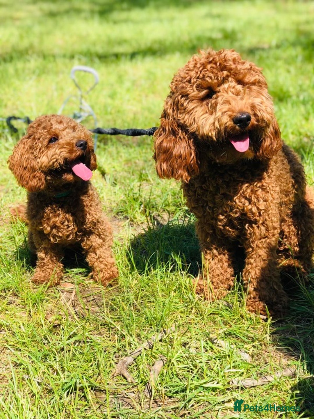 Cockapoo dogs for sale: F1b Fox Red Girl Cockapoo Available Ready To Leave - Advert 4