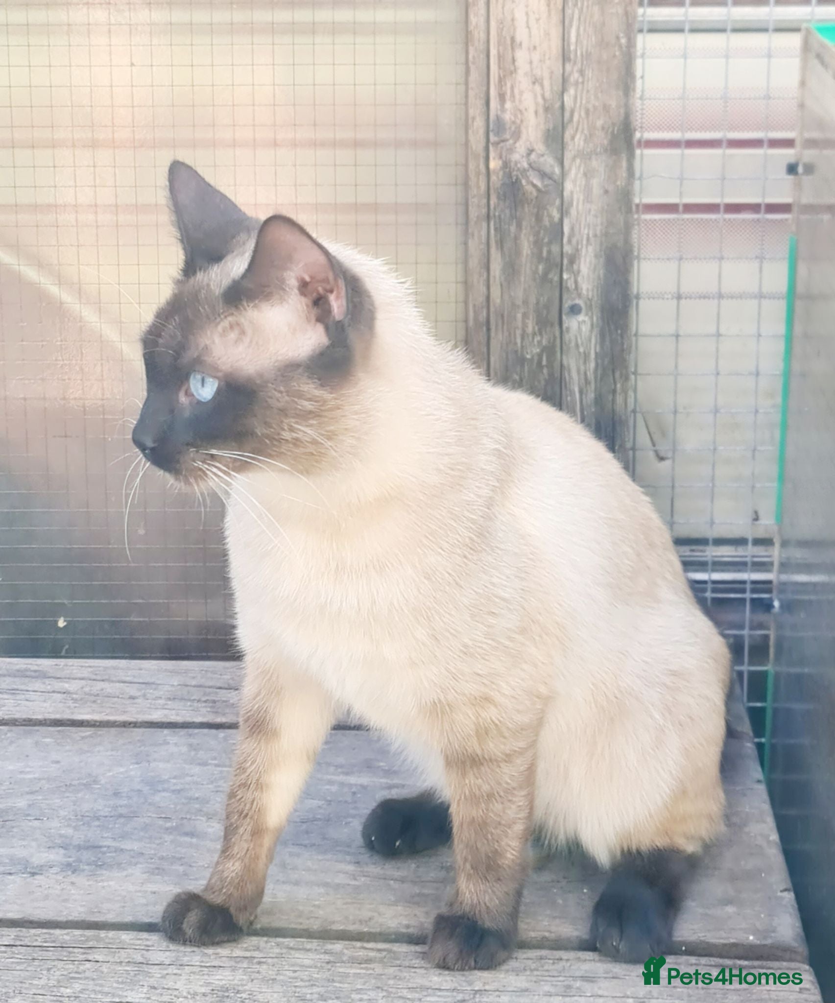 Mixed Breed cats *Litter trained*Guaranteed to be Cuddly - Advert 2