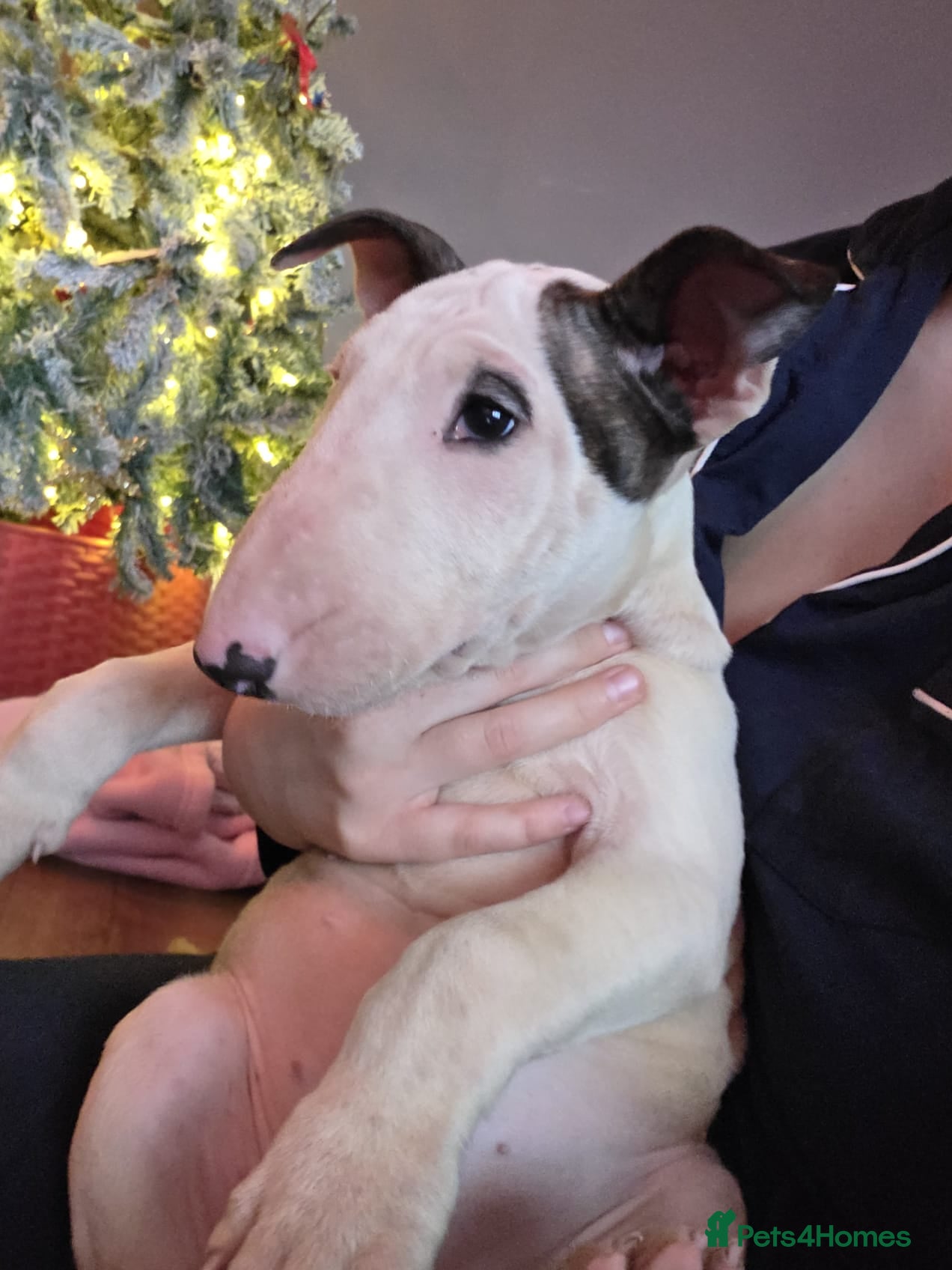 English Bull Terrier dogs Top Quality KC English bull terriers! - Advert 1