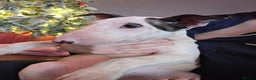 English Bull Terrier dogs for sale: Top Quality KC English bull terriers! - Advert 1
