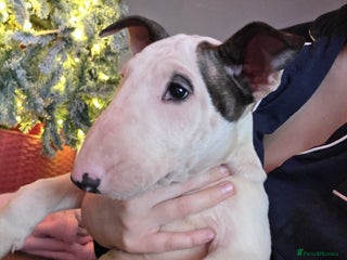 English Bull Terrier dogs Top Quality KC English bull terriers! - Advert 1