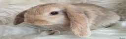 Mini Lop rabbits for sale: Beautiful mini lops boys and girls avalible . - Advert 6