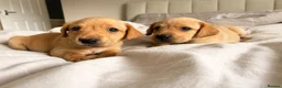 Labrador Retriever dogs for sale: 2 beautiful kc labrador boys  - Advert 19
