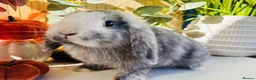 Mini Lop rabbits for sale: Magpie Mini Lop Buck - Advert 1