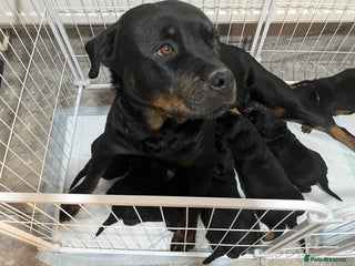 Rottweiler dogs Purebred German Rottweiler Puppies - Advert 4