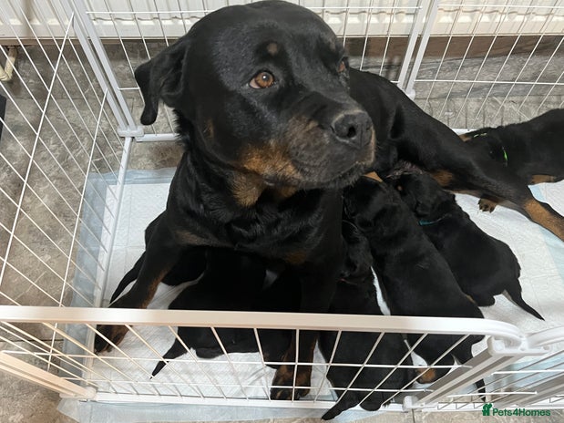 Rottweiler dogs Purebred German Rottweiler Puppies - Advert 1