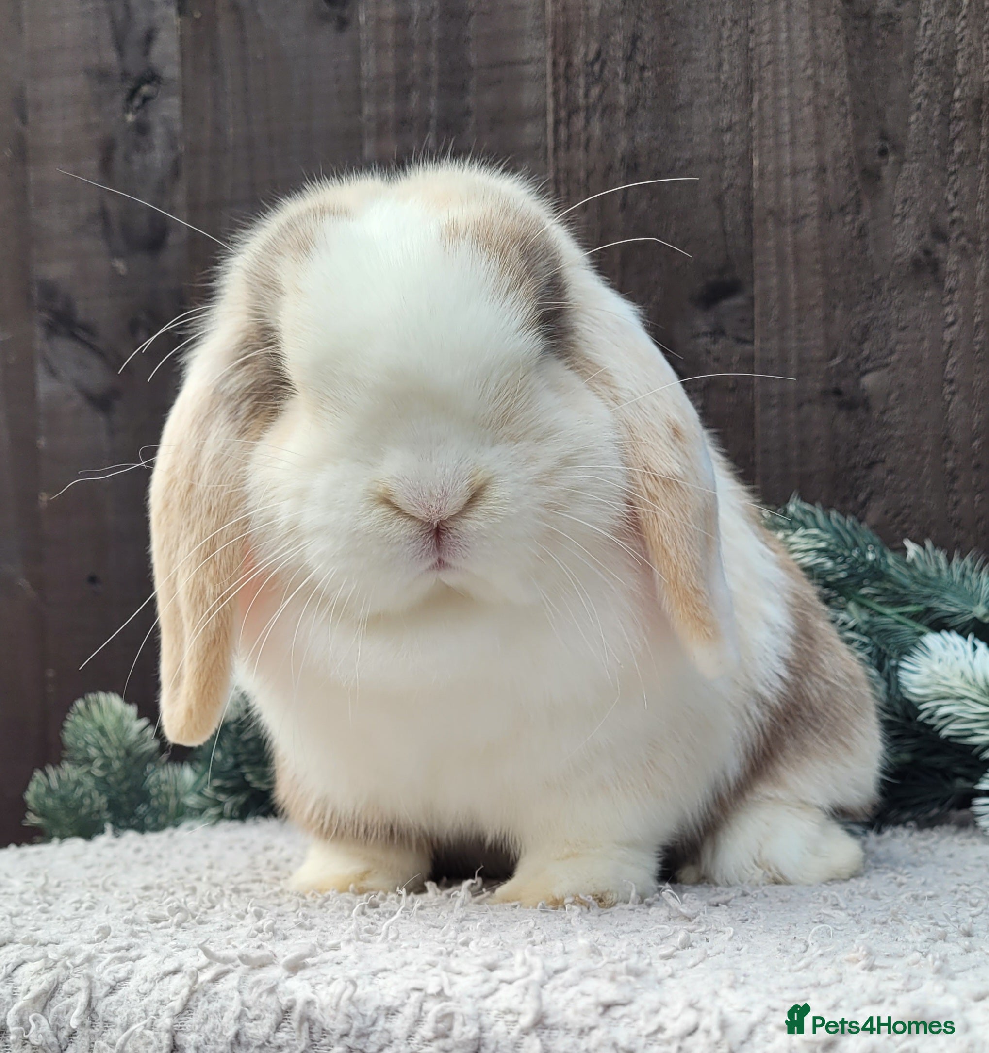 Mini Lop rabbits Stunning pure bred mini lops available.  - Advert 1