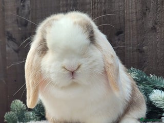 Mini Lop rabbits Stunning pure bred mini lops available. - Advert 3