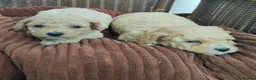 Cavapoo dogs for sale: Adorable Cavapoos Boys. Ready Soon - Advert 3