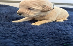 Mini Goldendoodle dogs for sale: 🐾STUNNING F1 MINIATURE GOLDEN DOODLES 🐾 - Advert 6