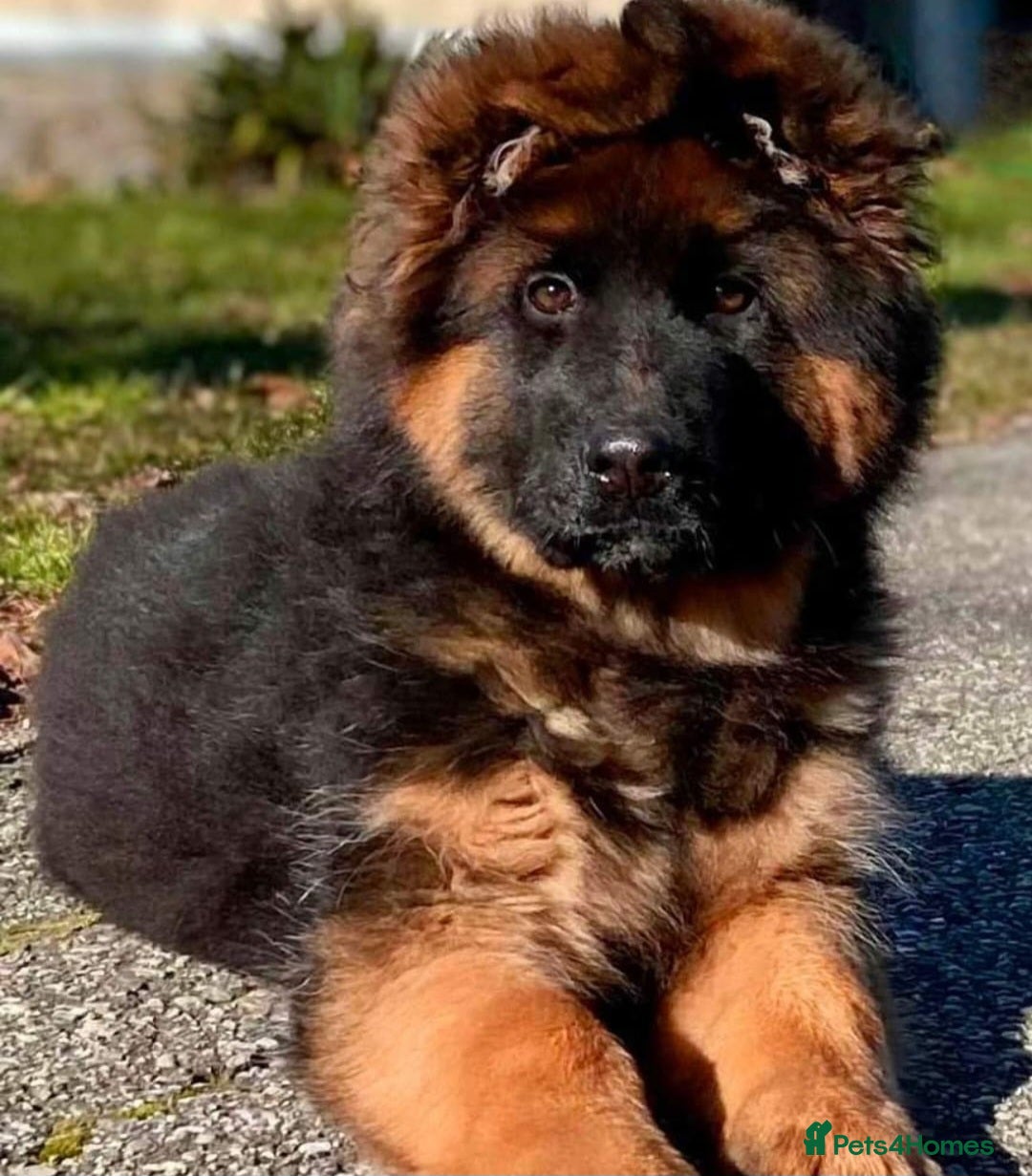 German Shepherd dogs for sale: One female left -QUALITY GSD PUPS LONG HAIR - Advert 11