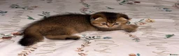 Scottish Fold cats for sale: Adorable Scottish Fold golden kitten  in Mitcham - Advert 8
