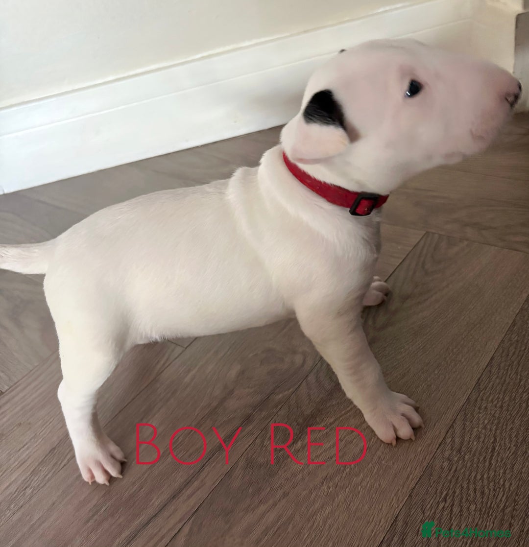 English Bull Terrier dogs for sale: Stunning Pedigree English Bull Terrier Puppies  - Advert 24