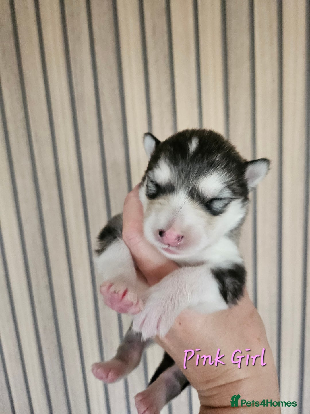 Alaskan Malamute dogs for sale: Alaskan Malamute puppies  - Advert 24