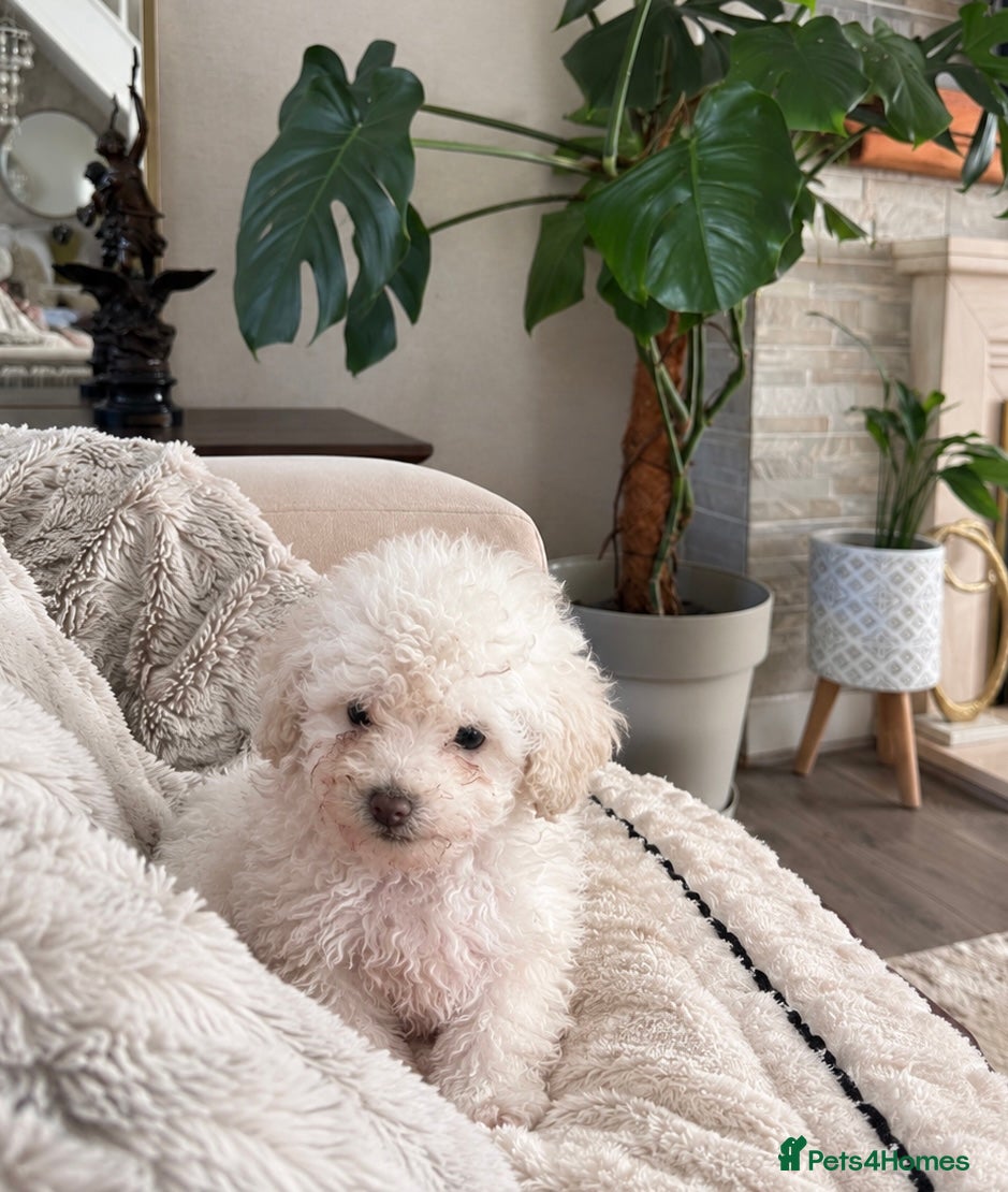 Toy Poodle dogs vaccinated & toilet trained toy poodle puppies  - Advert 2