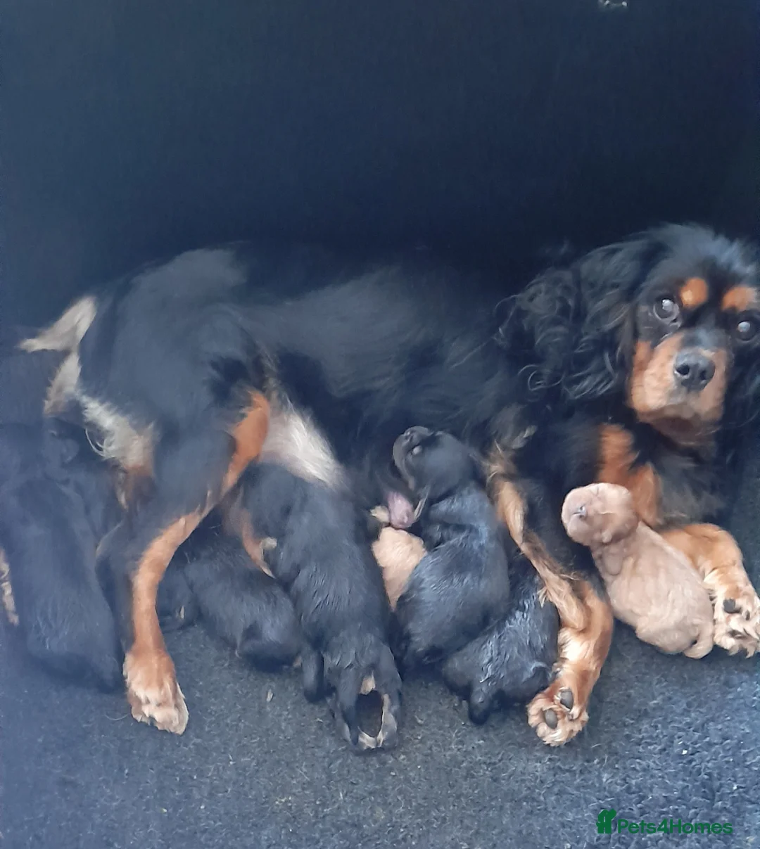 Cavalier King Charles Spaniel dogs for sale: Beautiful  Cavalier  - Advert 7