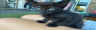 American Shorthair 2