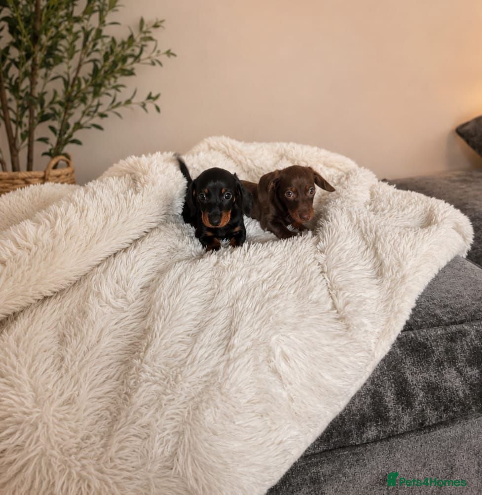 Miniature Dachshund dogs Beautiful Miniature Dachshund Puppies - Advert 2