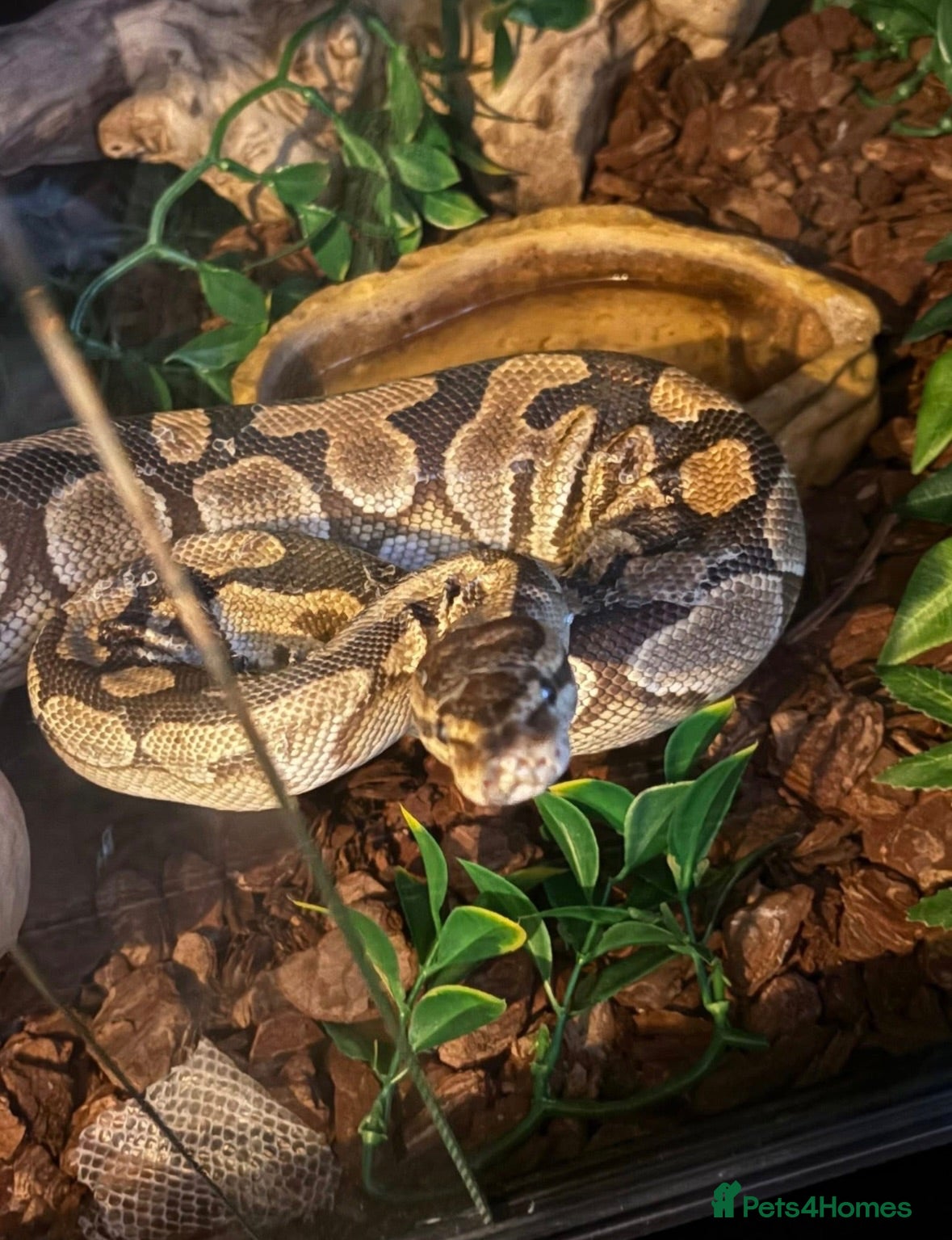 Python Snake reptiles Royal python  - Advert 1
