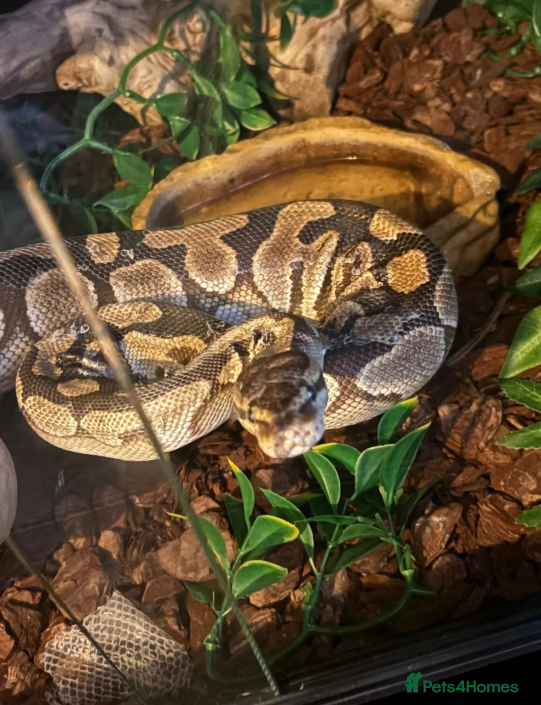 Python Snake reptiles for sale: Royal python  - Advert 1