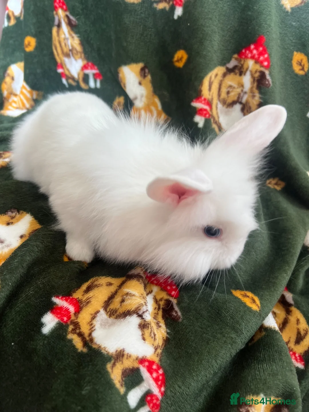 Lionhead rabbits for sale: 3 lion heads  - Advert 1