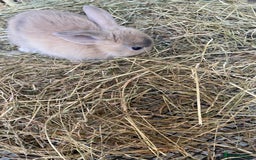 Lionhead rabbits for sale: Lion head x mini lop  - Image 17
