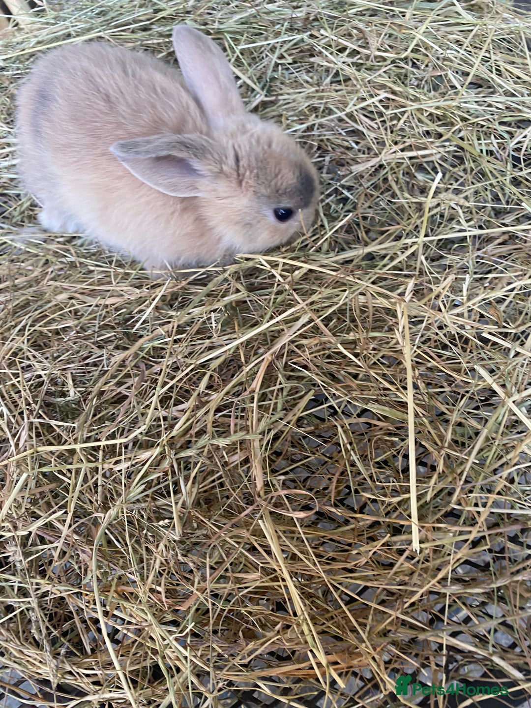 Lionhead rabbits for sale: Lion head x mini lop  - Image 17