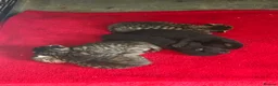 Mixed Breed cats for sale: Gorgeous tabby kittens  in Buckfastleigh - Advert 3