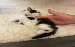 Turkish Angora cats for sale: Turkish angora kitten  - Image 9