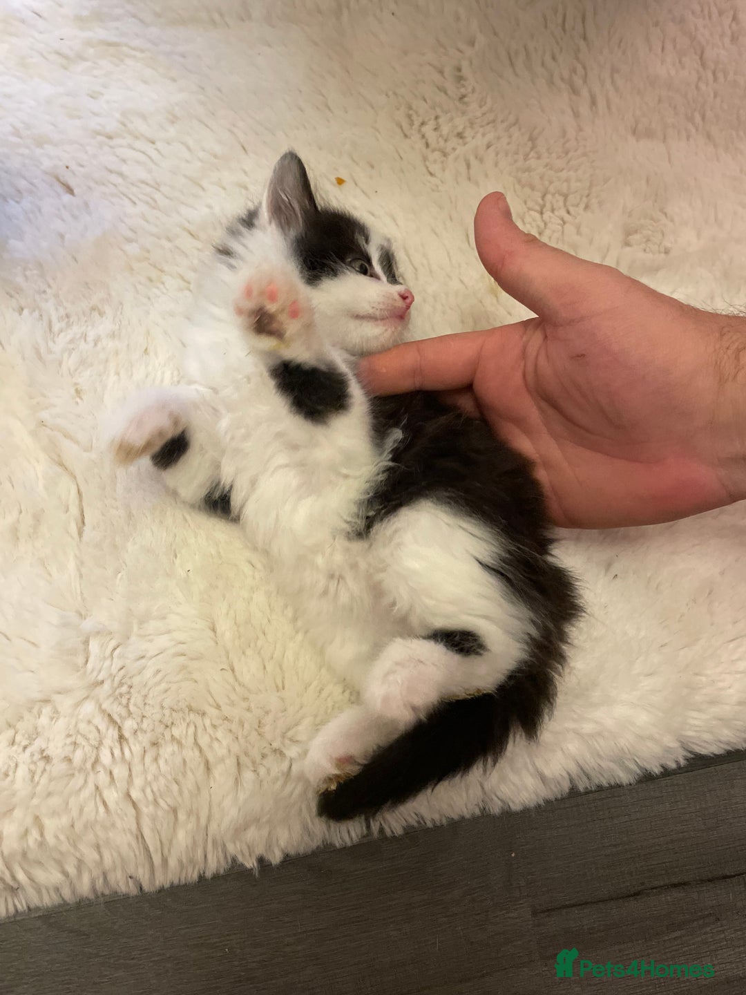 Turkish Angora cats for sale: Turkish angora kitten  - Image 9