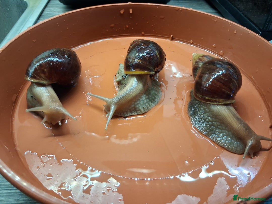 Snails invertebrates for sale: Giant African land snails (fulica) - Image 6