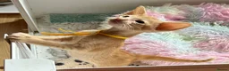 Oriental cats for sale: GCCF Reg Rare Oriental RED & APRICOT FEMALES - Advert 8
