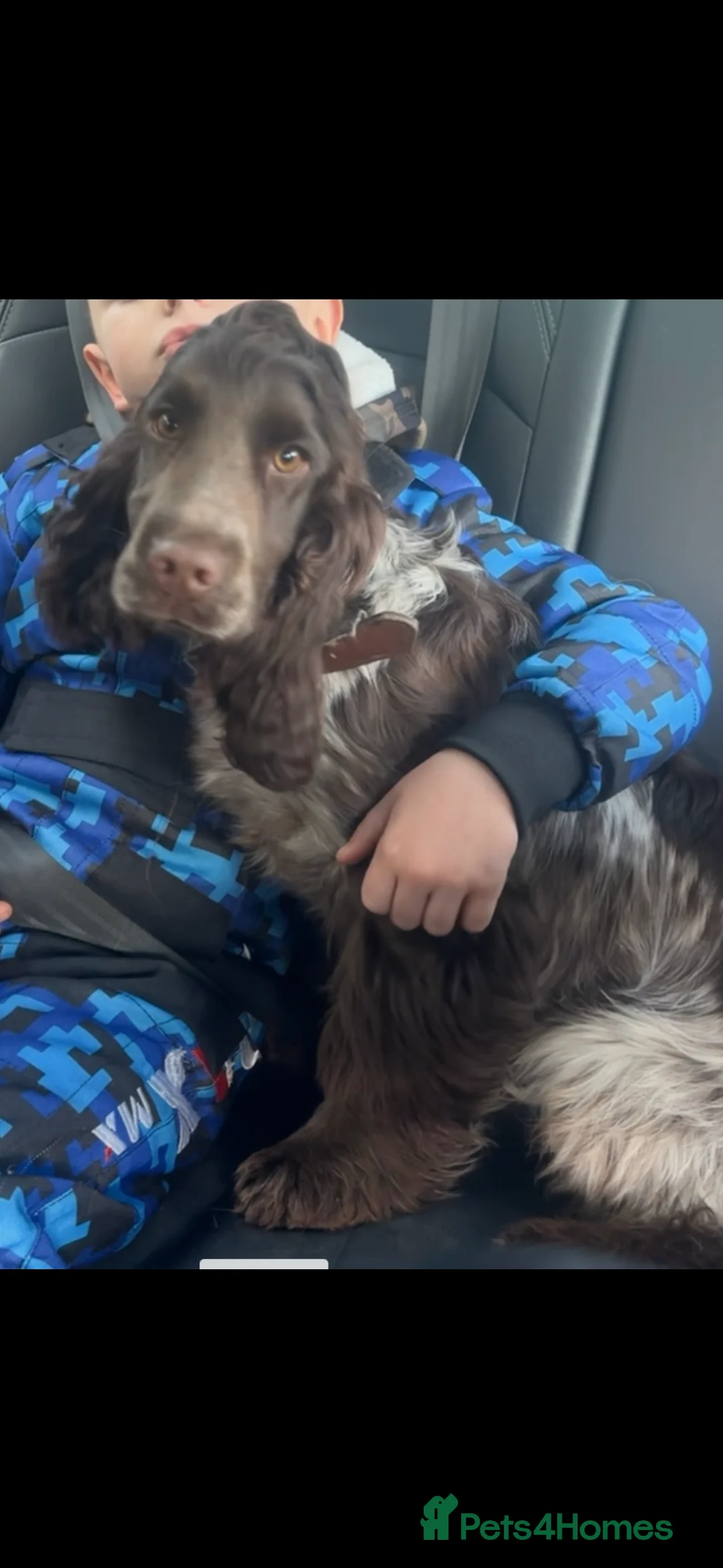 Cocker Spaniel dogs for sale: KC Chocolate roan show cocker  - Advert 2