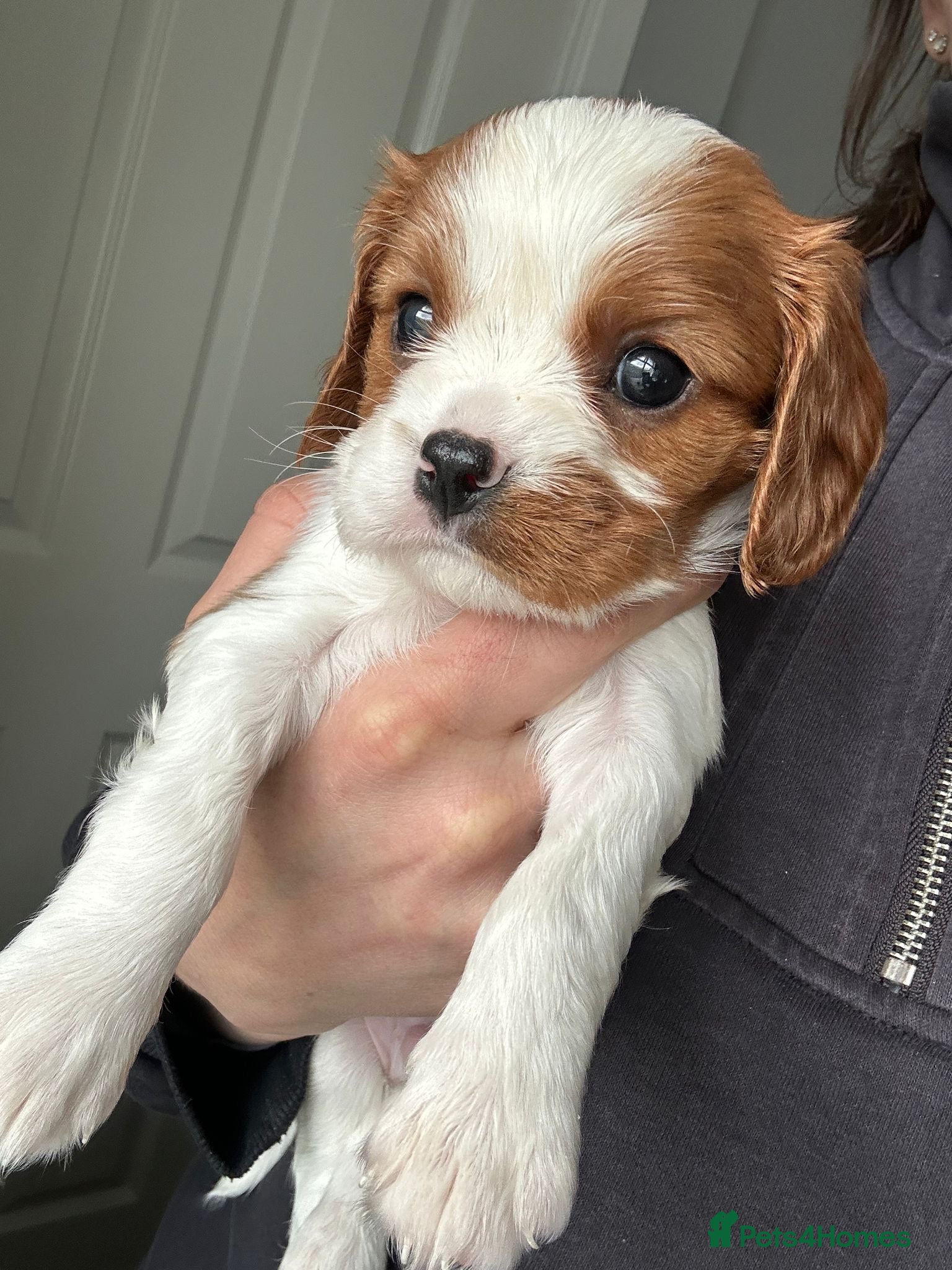 Cavalier King Charles Spaniel dogs ⭐️Beautiful health tested Cavalier King Charles⭐️ - Advert 2