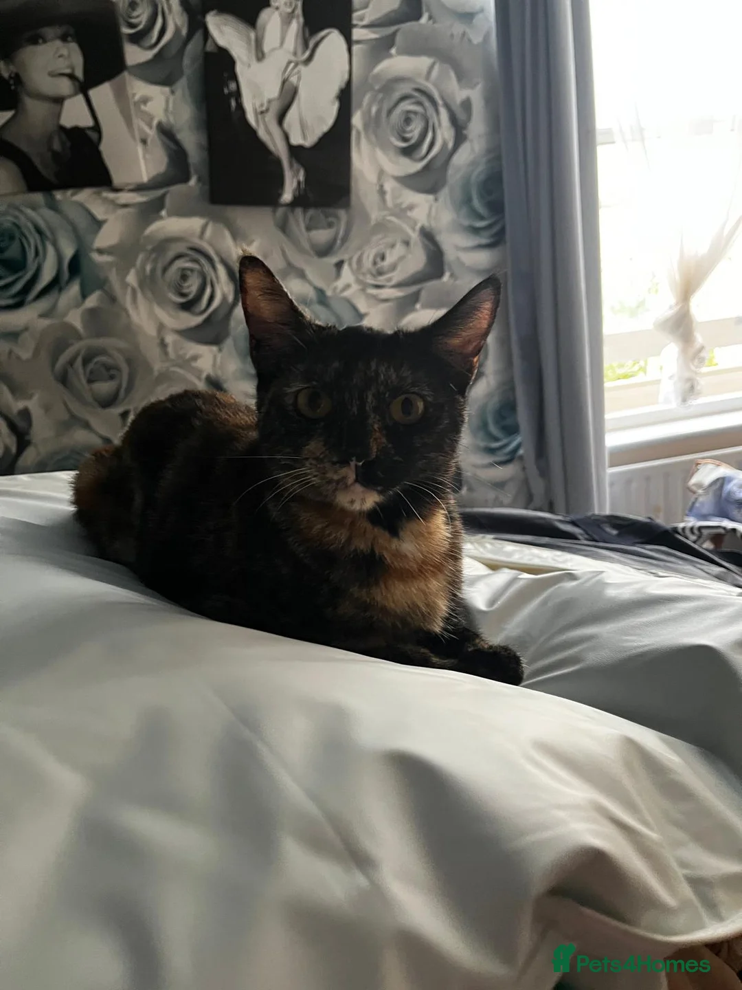 Domestic Shorthair cats for adoption: Rescue bonded pair of torties need home to share in Hook - Advert 4