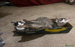 British Shorthair cats for sale: Kittens  - Image 6